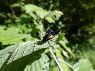 Pregnant female and a male of the Alder leaf beetle (agelastica alni) demonstrating mating behaviour - black and metallic blue in colour on a green leaf
