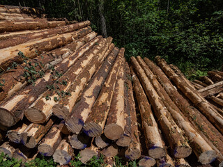 Close-up of the big pile of cut down tree logs in the forest. Stack of wood, firewood. Deforestation concept