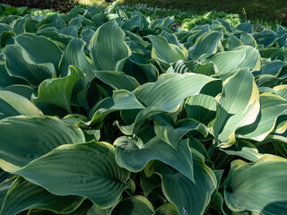 Hosta 'Regal Splendor'. Large hosta featuring thick, cordate, wavy-undulate, blue-gray leaves with...