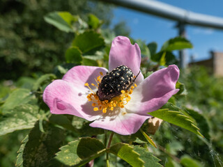 Adult white spotted rose beetles (Oxythyrea funesta) on a flower in bright sunlight. The beetle is...