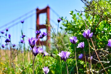 Beautiful purple flower on the ground Battery Spencer viewpoint with Golden gate bridge background.