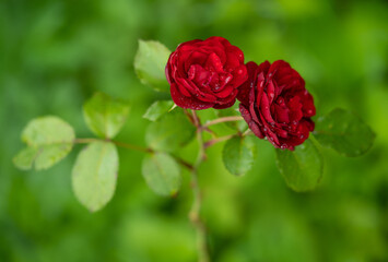 beautiful red rose with water droplets after rain grows in the garden