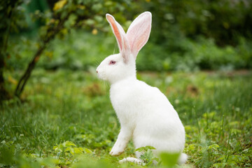 a beautiful white domestic rabbit is grazing and walking outdoors