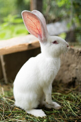 a beautiful white domestic rabbit is grazing and walking outdoors