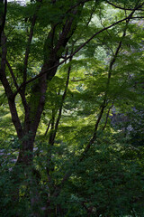 Kyoto in Japan