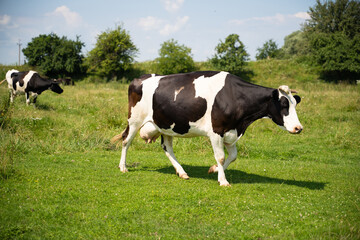 a beautiful black and white cow is grazing on a pasture