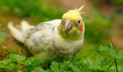 Corella parrot close-up. Macro photography of a bird in the wild.
