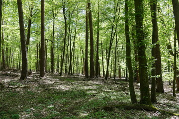 Fototapeta premium Buchenwald im Fruehling