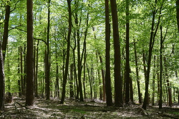 Buchenwald im Fruehling