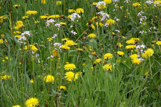 Wiese mit Loewenzahn