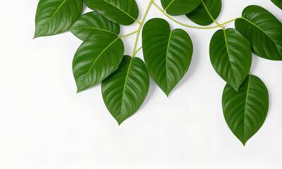 Fototapeta na wymiar Green Plant On White Background 