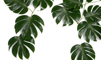 Green Plant On White Background 