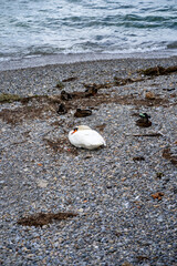 Fototapeta na wymiar sleeping swan on the beach
