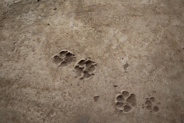 Dog footprints on the ground, close up of animal tracks on the ground. 