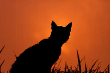 Silhouette of cat in sunset scene, silhouette body of cat