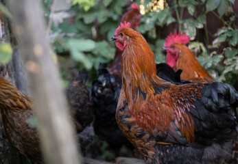 beautiful chickens and roosters outdoors in the yard.