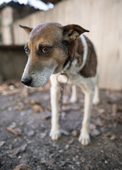 A lonely and sad guard dog on a chain near a dog house outdoors.
