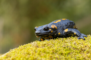 Macro picture of Fire Salamander