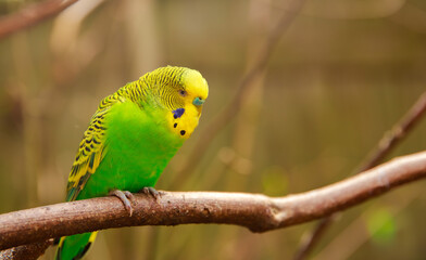 Budgerigar on a branch in the wild in a nature reserve. A green parrot sits on a tree branch.
