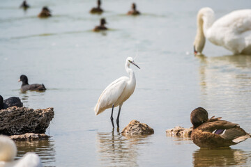 Naklejka na ściany i meble The small white heron or Little egret stands in the lake