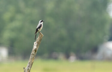 Lesser Grey Shrike (Lanius minor)