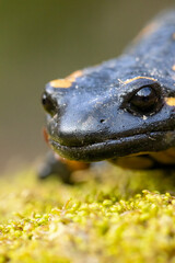 Macro picture of Fire Salamander
