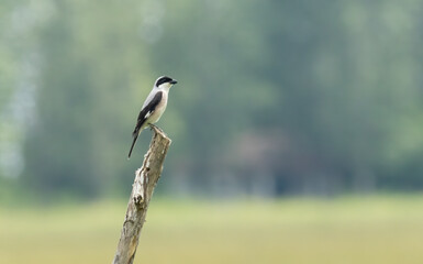 Obraz premium Lesser Grey Shrike (Lanius minor)