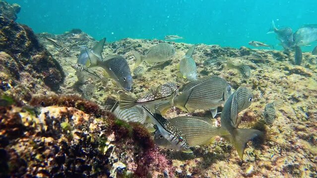 Fish at the Omeo Wreck at Coogee Beach. Perth, Western Australia.