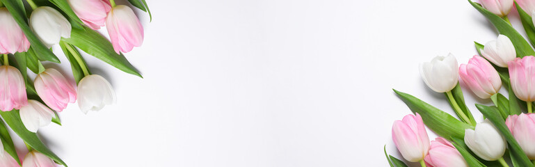 Beautiful tulips on white background, flat lay. Banner design with space for text