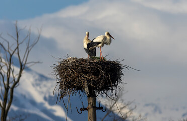 White Stork in nest with nice background