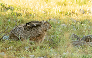 European Hare hiding in grass