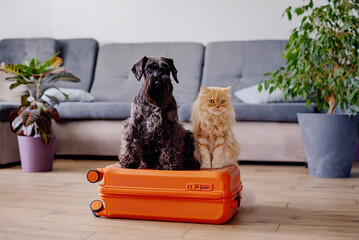 Travel concept with funny dog and cat sitting on suitcase. life with animals concept - wanderlust...