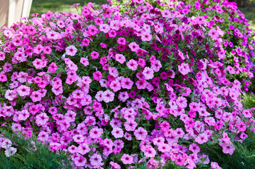 Petunia, purple Petunias in the pot. Lush blooming colorful common garden petunias in city park. Family name Solanaceae, Scientific name Petunia