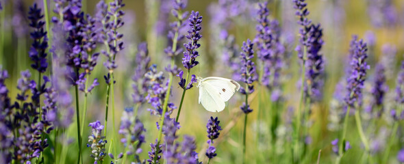Butterflies on spring lavender flowers under sunlight. Beautiful landscape of nature with a panoramic view. Hi spring. long banner