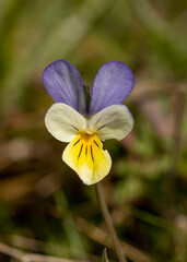 Heartsease, viola tricolor blooming