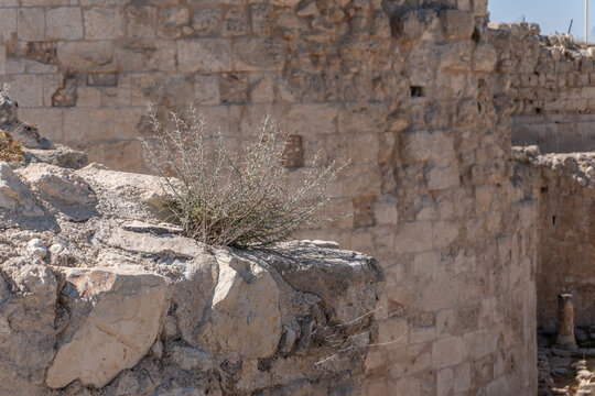 herodium park