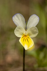 Heartsease, viola tricolor blooming