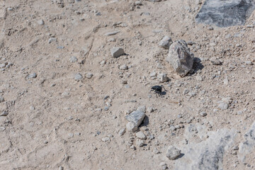escarabajo del desierto