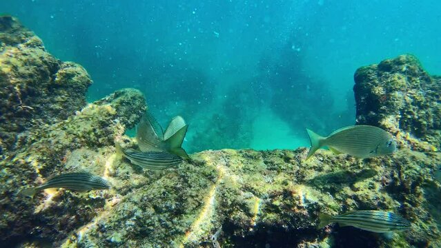 Fish at the Omeo Wreck at Coogee Beach. Perth, Western Australia.