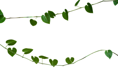 Natural creeping plant isolated element