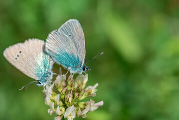 The common blue butterfly Polyommatus icarus is a butterfly in the family Lycaenidae and subfamily Polyommatinae