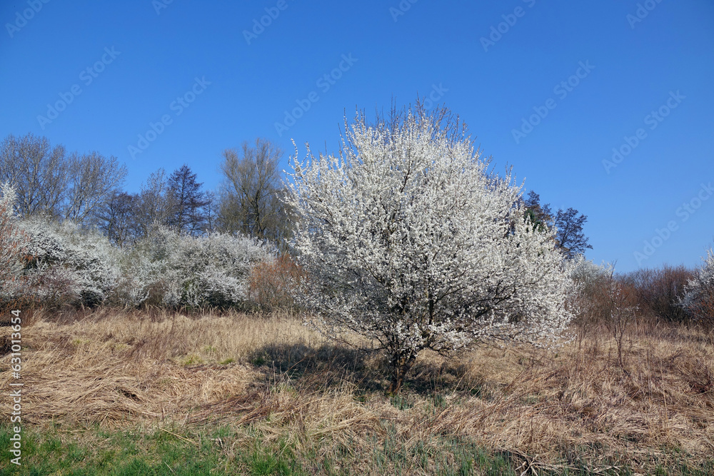 Canvas Prints Bluehender Baum