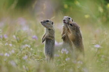 Naklejka na ściany i meble Three young ground squirrels pose in the grass. Spermophilus citellus