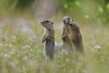 Selbstklebende Fototapeten Three young ground squirrels pose in the grass. Spermophilus citellus © Monikasurzin