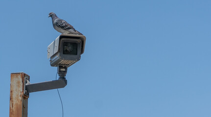 paloma sobre camara de vigilancia