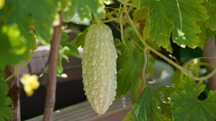 Taiwanese white bitter gourd in the field - 631015606