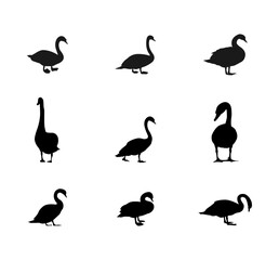 Set of Swan Silhouette, Flying Birds. Swan Silhouette Isolated on White Background.