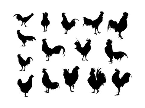 Rooster black silhouette icon. Rooster logo. Black silhouette of a rooster design.Tribal image of a rooster. Black silhouettes.vector illustration.Vector of cock or rooster design on white background.
