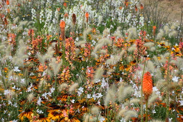 Gelbe Blumenpflanzung