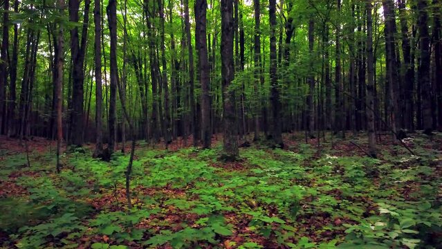 Cinematic aerial drone slow motion slider right Up North Michigan dense green forest later afternoon poison ivy oaks Red Wood peace nature hike bike trails Petoskey Harbor Springs Mackinaw